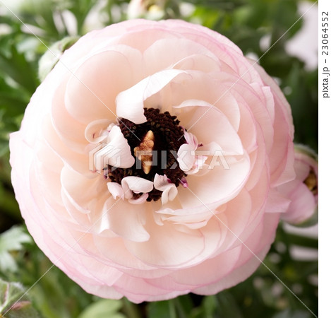 Light pink bloom of buttercup 23064552