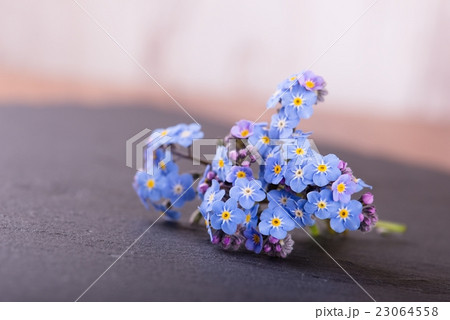 Myosotis forget-me-not flower placed on slate 23064558