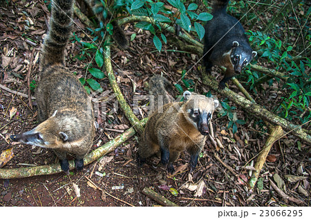 Coatis at Iguacu (Iguazu) falls on a border Coatis at Iguacu (Iguazu) falls on a border 23066295