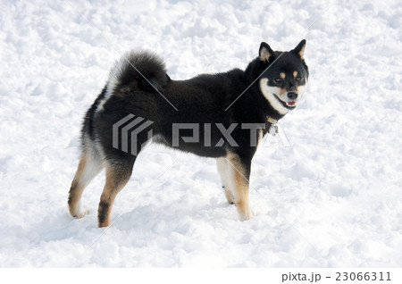 柴犬と雪 23066311