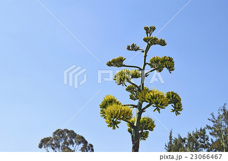 青空にアガヴェクリサンタの鮮やかな黄色い花が咲く 23066467