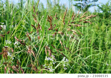 鵜殿の葦原 鵜殿の葦原 23066535