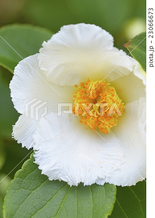 ナツツバキ 23066673