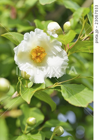 夏椿の花 23067033