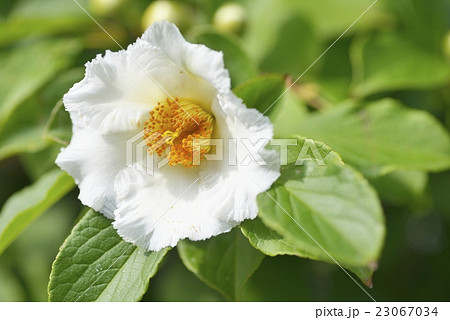 夏椿の花 23067034