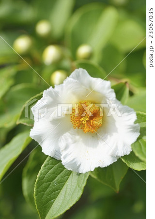 夏椿の花 23067035