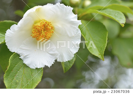 夏椿の花 23067036