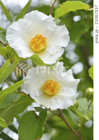 夏椿の花 23067037