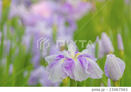 花菖蒲 花菖蒲 23067063