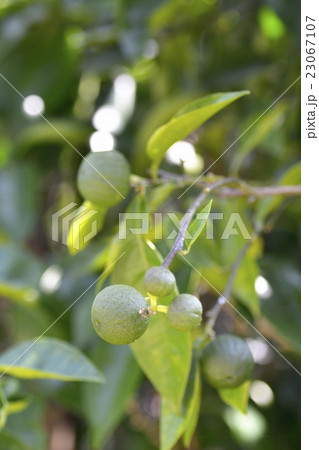 ゆず(受粉・結実) ゆず(受粉・結実) 23067107