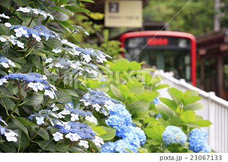 初夏の箱根登山鉄道 23067133
