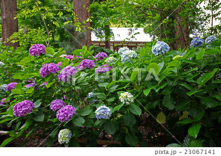 鎌倉・円覚寺のアジサイ 鎌倉・円覚寺のアジサイ 23067141