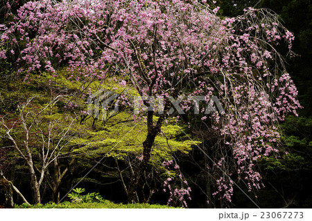 枝垂桜 23067273