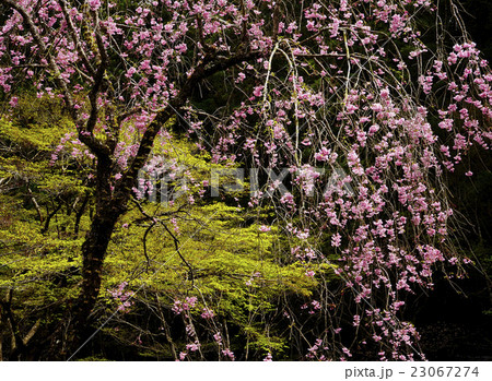 枝垂桜 23067274