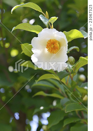 シャラノキ(夏椿) シャラノキ(夏椿) 23067325