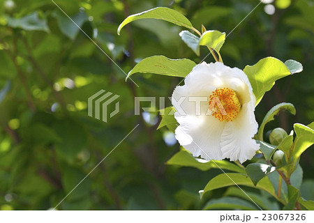 シャラノキ（夏椿） 23067326