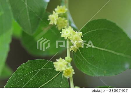 自然 植物 ナツメ 初夏に葉のわきに薄黄色の目立たない花が咲きますの写真素材