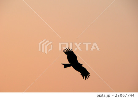 トンビと夕焼け 23067744