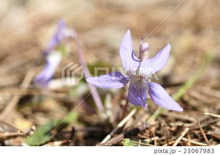 早春に咲くタチツボスミレ 早春に咲くタチツボスミレ 23067983