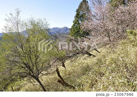 春の丹沢にマメザクラが咲く 春の丹沢にマメザクラが咲く 23067986