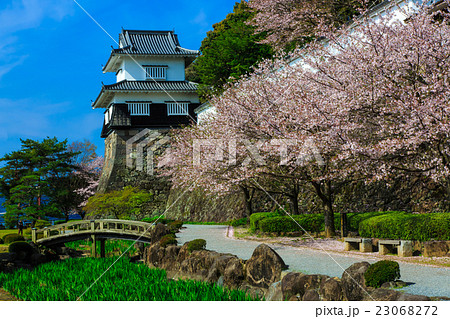 大村公園の桜 23068272