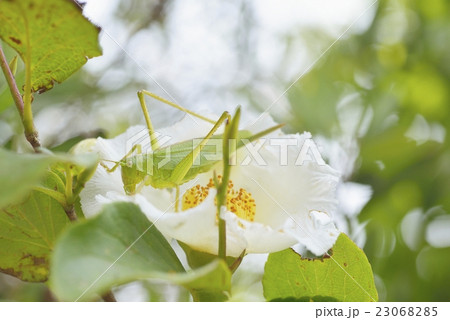 ヤブキリとナツツバキの花 23068285