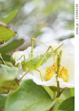 ヤブキリとナツツバキの花 ヤブキリとナツツバキの花 23068286