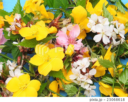 花模様　桜　桃の花　ヤマブキ 23068618