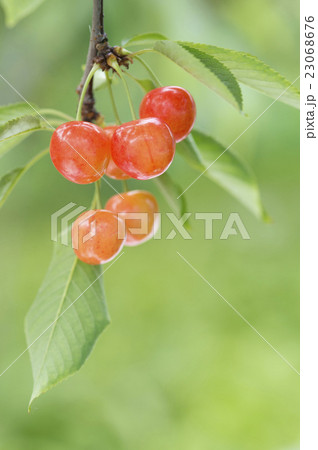 さくらんぼ 23068676
