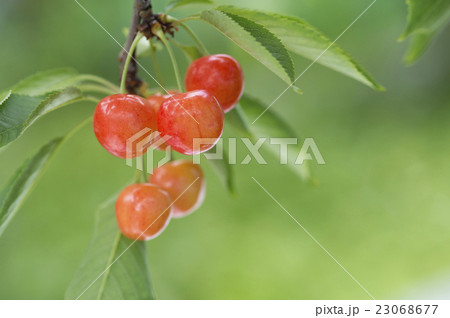 さくらんぼ 23068677