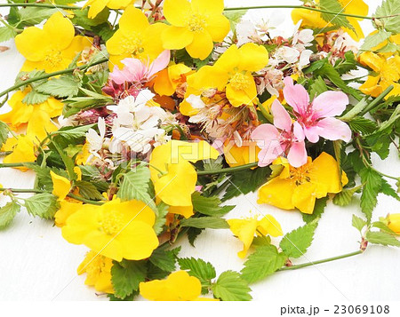 花模様　桜　桃の花　ヤマブキ 23069108