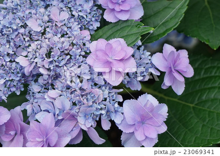 アジサイ　09 23069341
