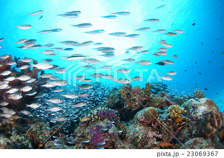 サンゴと魚と太陽と青い海との写真素材