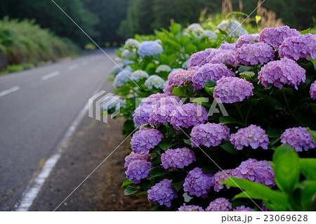 紫陽花ロード 紫陽花ロード 23069628