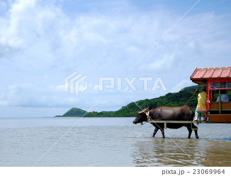 水牛車　西表島 23069964