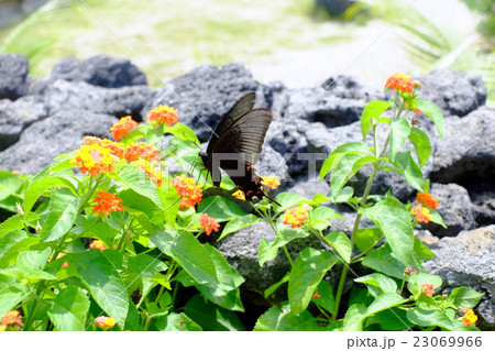 黒いアゲハ蝶 黒いアゲハ蝶 23069966