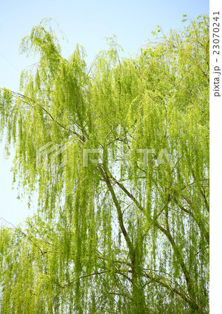 新緑のしだれ柳の写真素材