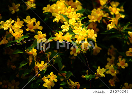 香り立つカロライナジャスミンの花 23070245