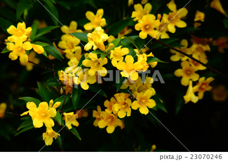 香り立つカロライナジャスミンの花 23070246