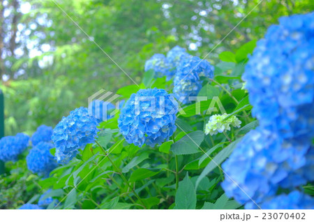 満開の紫陽花 満開の紫陽花 23070402