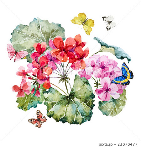 Watercolor geranium composition 23070477