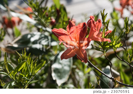 レンゲツツジ 23070591