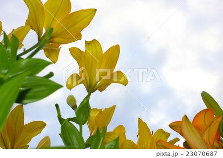 黄色の透かし百合と空 23070687