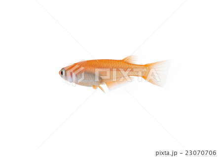 メダカ オス メダカ オス 23070706