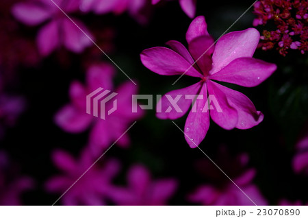 夜のガクアジサイ(クローズアップ) 夜のガクアジサイ(クローズアップ) 23070890