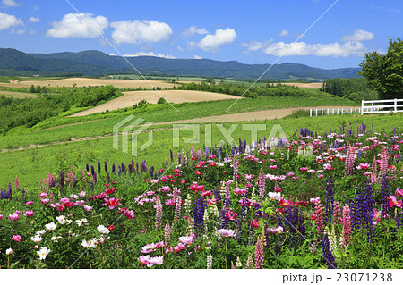 北海道 美瑛町 丘の小さな花畑 北海道 美瑛町 丘の小さな花畑 23071238