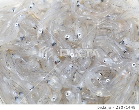 生しらす 23071449