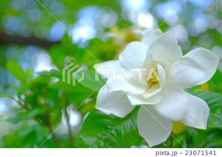 木漏れ日の中で咲く大八重クチナシ 23071541