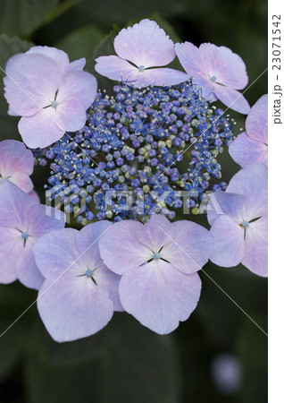 ガクアジサイ 23071542