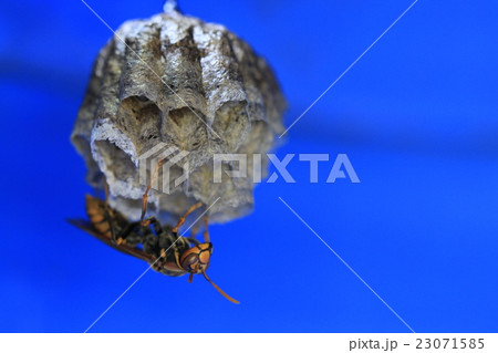 ドラム缶内に作られた、あしなが蜂の巣 ドラム缶内に作られた、あしなが蜂の巣 23071585